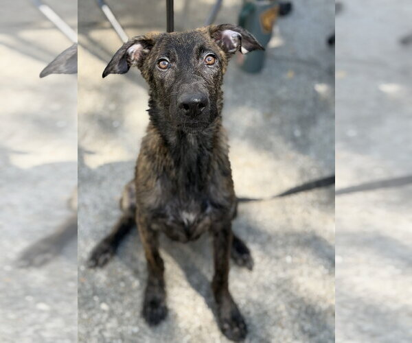 Medium Photo #6 Holland Shepherd-Plott Hound Mix Puppy For Sale in Virginia Beach, VA, USA