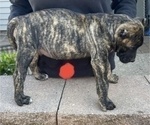 Small Photo #10 Presa Canario Puppy For Sale in LEVITTOWN, PA, USA