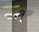 Small #4 Boston Terrier