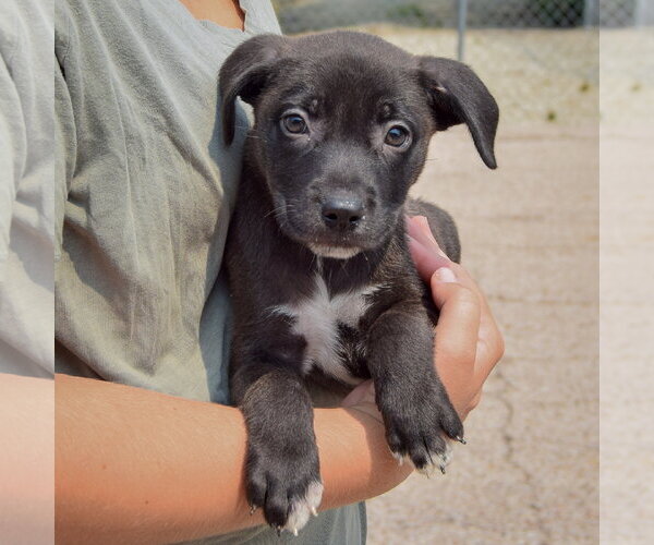 Medium Photo #3 Labsky Puppy For Sale in Huntley, IL, USA