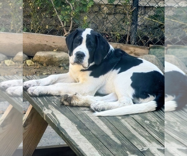 Medium Photo #1 Cane Corso-Saint Bernard Mix Puppy For Sale in WORCESTER, MA, USA