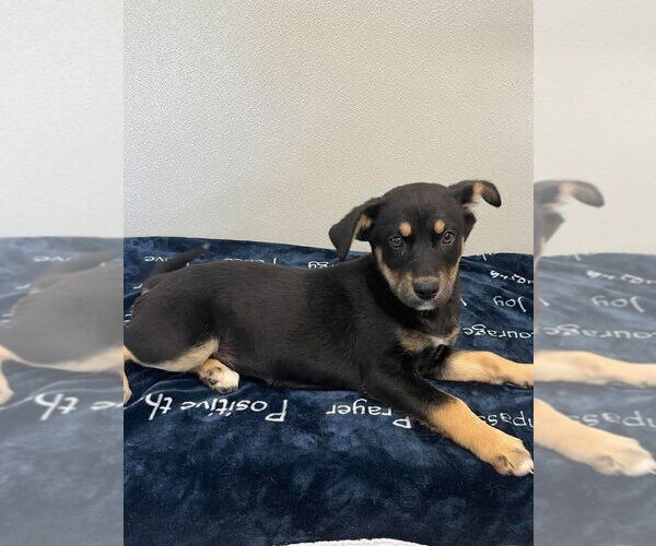 Medium Photo #4 Siberian Husky Puppy For Sale in Aurora, IN, USA