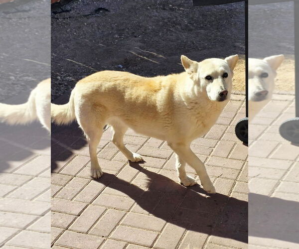 Medium Photo #2 Siberian Husky-Unknown Mix Puppy For Sale in Williamsburg, NM, USA
