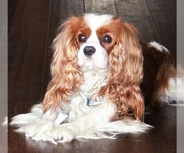 Medium Photo #1 Cavalier King Charles Spaniel Puppy For Sale in SAN LEANNA, TX, USA