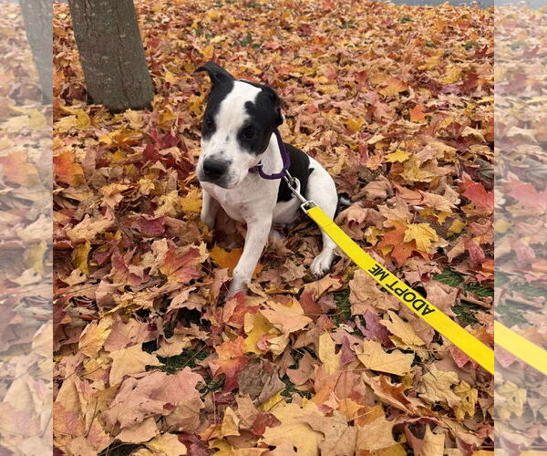 Medium Photo #3 Pointer-Unknown Mix Puppy For Sale in pomfret, CT, USA