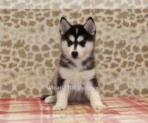 Pomsky Puppy for sale in DENVER, PA, USA