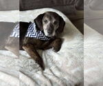 Small #2 Dachshund Mix