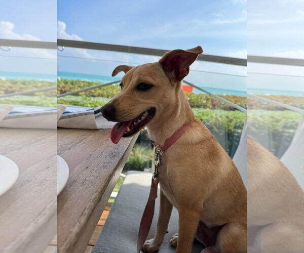 Medium Photo #3 Mutt Puppy For Sale in miami, FL, USA