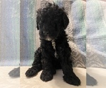 Small Photo #3 Goldendoodle Puppy For Sale in DENVER, NC, USA