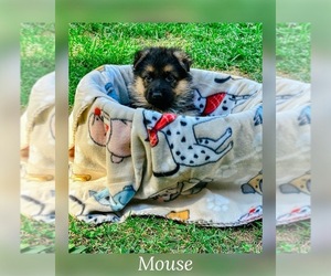 German Shepherd Dog Puppy for sale in CHRISTIANSBURG, VA, USA