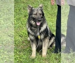 Small Photo #1 German Shepherd Dog Puppy For Sale in WACO, TX, USA