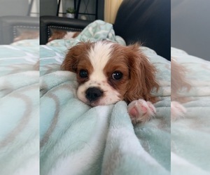 Cavalier King Charles Spaniel Puppy for sale in KANSAS CITY, MO, USA