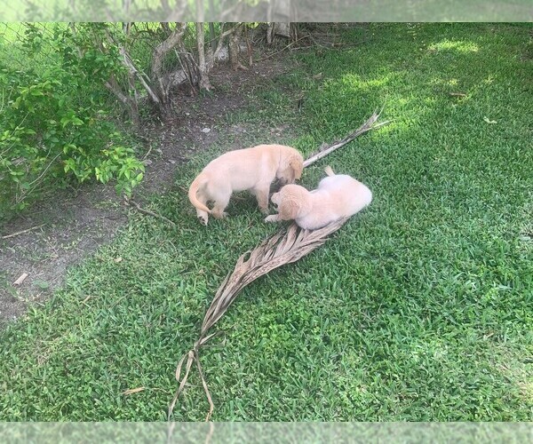 Medium Photo #2 Golden Retriever Puppy For Sale in MIAMI, FL, USA