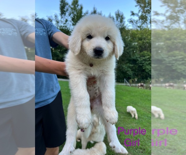 Medium Photo #3 Great Pyrenees Puppy For Sale in DANVILLE, AL, USA