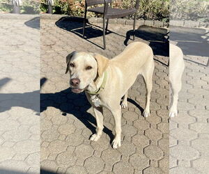 Labrador Retriever-Unknown Mix Dogs for adoption in Oakhurst, NJ, USA