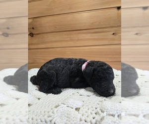 Labradoodle Puppy for sale in WILLIAMSTOWN, KY, USA