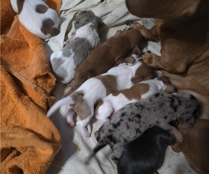 Dachshund Litter for sale in TITUSVILLE, FL, USA