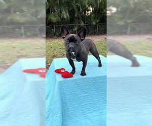 Percy - Male French Bulldog Dog for Adoption - Photo #4