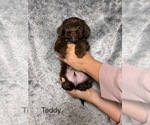 Puppy Teddy Shorkie Tzu