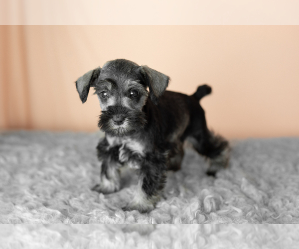 Medium Photo #36 Schnauzer (Miniature) Puppy For Sale in MILLERSBURG, IN, USA