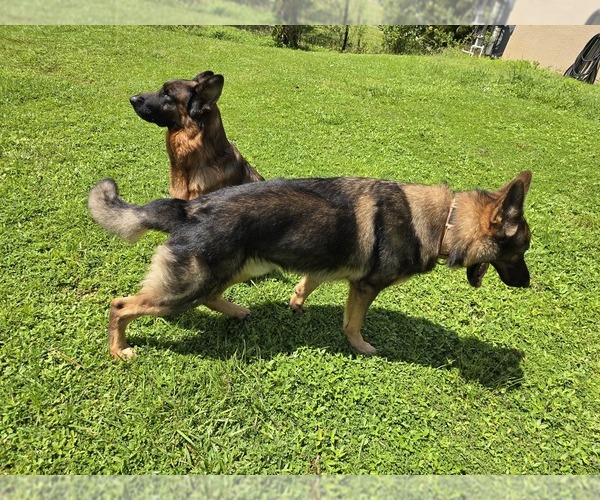 Medium Photo #6 German Shepherd Dog Puppy For Sale in NAPLES, FL, USA