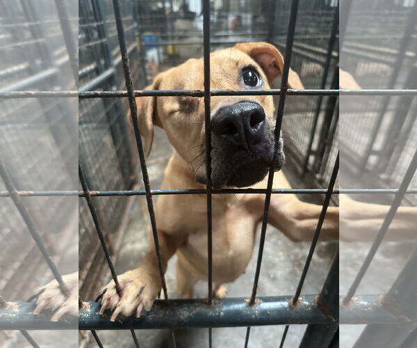 Medium Photo #1 Mutt Puppy For Sale in Jackson, MS, USA