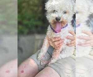 Poodle (Miniature)-Unknown Mix Dogs for adoption in Elmsford, NY, USA