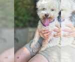 Small Poodle (Miniature) Mix