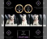 Puppy Dolly AKC French Bulldog