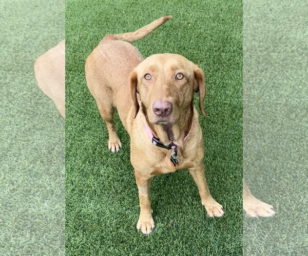 Medium Photo #4 Labrador Retriever-Unknown Mix Puppy For Sale in Fort Worth, TX, USA