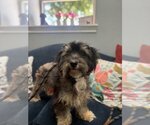 Small #3 Shih Tzu Mix