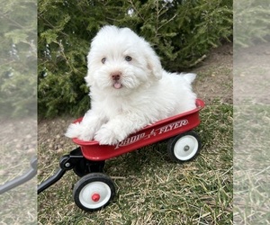Havanese Puppy for sale in MIDDLEBURY, IN, USA