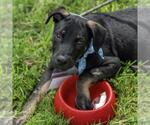 Small #4 Mutt