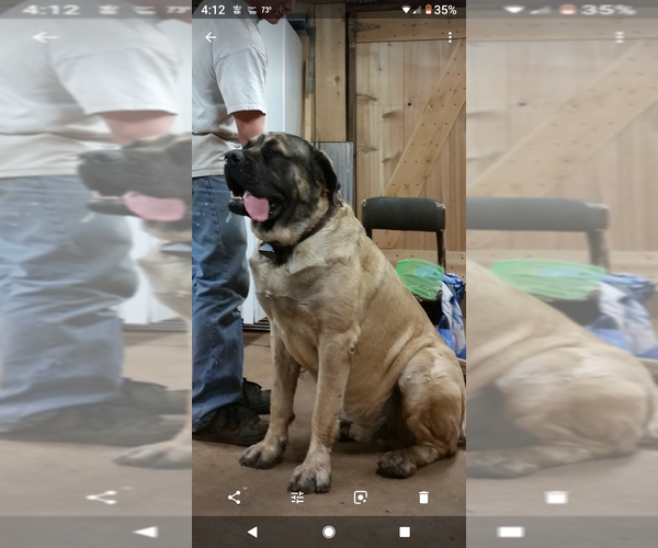Medium Photo #3 Mastiff Puppy For Sale in ANTHONY, KS, USA