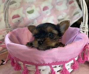 Yorkshire Terrier Puppy for sale in COCHRAN, GA, USA