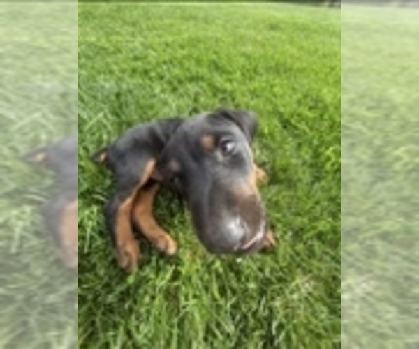 Medium Photo #6 Doberman Pinscher Puppy For Sale in BROOKFIELD, MO, USA