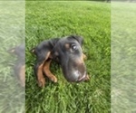 Small #5 Doberman Pinscher