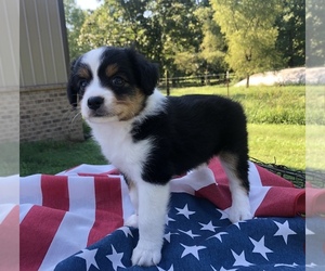 Australian Shepherd-Poodle (Toy) Mix Puppy for sale in LEOMA, TN, USA