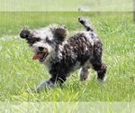 Small #7 Poodle (Toy)