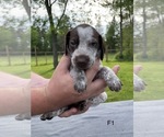 Small #1 German Shorthaired Pointer