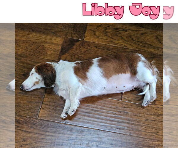 Medium Photo #9 Dachshund Puppy For Sale in San Antonio, TX, USA