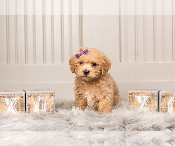 Medium Photo #1 Maltipoo Puppy For Sale in WARSAW, IN, USA