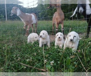 Great Pyrenees-Maremma Sheepdog Mix Puppy for sale in THOMPSON, OH, USA