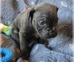 Small Photo #21 Cane Corso Puppy For Sale in HENRY, VA, USA