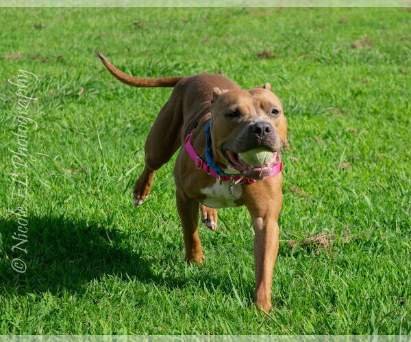 Medium Photo #4 American Pit Bull Terrier Puppy For Sale in Virginia Beach, VA, USA