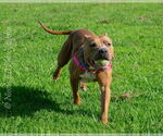 Small #3 American Pit Bull Terrier