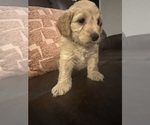 Small #16 Cock-A-Poo-Maltipoo Mix