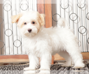 Maltipoo Puppy for Sale in NAPLES, Florida USA