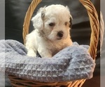 Puppy Puppy 1 Zuchon