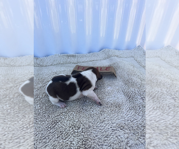 Medium Photo #22 Rat Terrier Puppy For Sale in DORA, MO, USA
